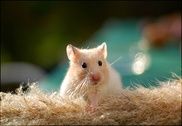 Cute Hamster Wallpapers Maison et Loisirs