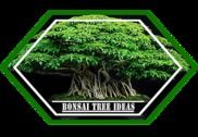 Nouvelles idées d'arbres Bonsai Maison et Loisirs