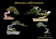 Culture Bonsai Maison et Loisirs