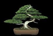 DIY Bonsai Art Ideas