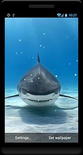 Requin Fond d'écran animé pour Android-Télécharger ...