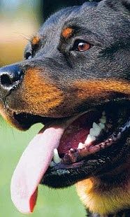 Fond d'écran chien Rottweiler