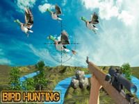 Oiseau Hunt Colline Saison Oiseau Hunt Colline Saison