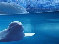 Beluga whale Puzzle Beluga whale Puzzle