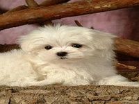 Baby Dogs Puzzle Baby Dogs Puzzle