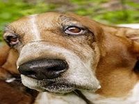 Basset Hound Puzzle Basset Hound Puzzle