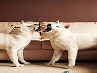 Akita Puzzle Akita Puzzle