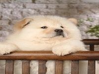 Chow Chow Puzzle Chow Chow Puzzle
