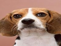 Beagle Puzzle Beagle Puzzle