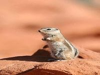 Squirrel Puzzle Squirrel Puzzle