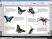 Adobe Creative Suite Design  Adobe Creative Suite Design
