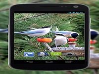 4K Garden Birds Video Live Wallpaper 4K Garden Birds Video Live Wallpaper