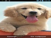 Chiot Fond d'écran animé Chiot Fond d'écran animé