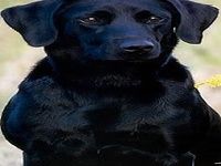 Labrador Retrievers Wallpapers Labrador Retrievers Wallpapers