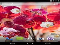Orchid Live Wallpaper Orchid Live Wallpaper