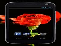 4K Red Rose Video Live Wallpaper 4K Red Rose Video Live Wallpaper