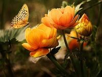 10000+ Nature Wallpapers HD (Offline) 10000+ Nature Wallpapers HD (Offline)