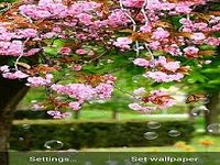 Spring Flower Live Wallpaper Spring Flower Live Wallpaper