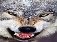 Loup Fond D'écran Animé Loup Fond D'écran Animé