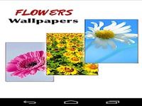 Flower Wallpapers Flower Wallpapers