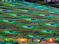Peacock live wallpaper Peacock live wallpaper