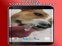 Dog Licks Screen Video LWP Dog Licks Screen Video LWP