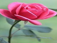 HD Rose Flowers Live Wallpaper HD Rose Flowers Live Wallpaper