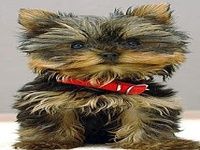 Yorkshire Terrier Fonds d'écra Yorkshire Terrier Fonds d'écra