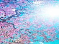 Spring Wallpapers Spring Wallpapers