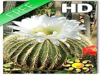 Cactus Flowers LWP Cactus Flowers LWP