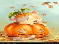 Citrouille Kitten Wallpaper gr Citrouille Kitten Wallpaper gr