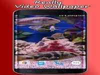Aquarium Video Wallpaper Aquarium Video Wallpaper