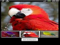 Perroquets HD Live Wallpaper Perroquets HD Live Wallpaper