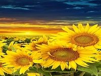 Tournesol Fond D'écran Animé Tournesol Fond D'écran Animé