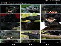 Panther Wallpapers Panther Wallpapers