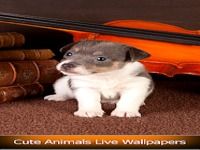 Animaux mignons vivent fonds Animaux mignons vivent fonds