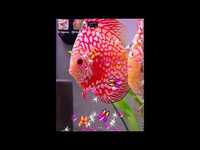 3D Discus Aquarium Live Wallpapers 3D Discus Aquarium Live Wallpapers
