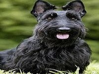 Écossaise Terrier Fonds d'écra Écossaise Terrier Fonds d'écra