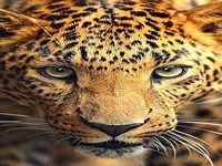 Animaux sauvages Fond Animé Animaux sauvages Fond Animé