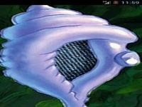Magic Conch Magic Conch