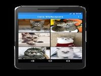 Cat Wallpapers! Cat Wallpapers!