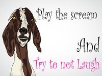 Funny voices : Screaming Lamb Funny voices : Screaming Lamb