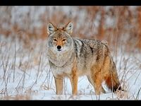 Leurre coyote Leurre coyote