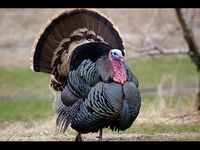 Turkey calls Turkey calls