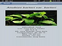 Aquarium Plants Free Aquarium Plants Free
