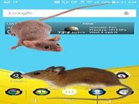 Souris sur Écran Drôle Souris Farce Souris sur Écran Drôle Souris Farce