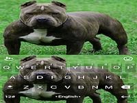 New Pitbull Keyboard Theme New Pitbull Keyboard Theme