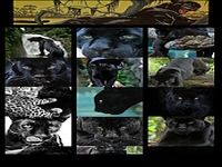 Panther Wallpaper Panther Wallpaper