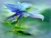 Fleurs)) Fleurs))