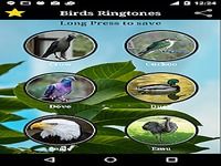 Birds Sounds Birds Sounds